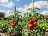 tomaten gute nachbarn